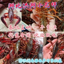 洪湖小龙虾产地一手货源货源充足价格实惠支持一件代