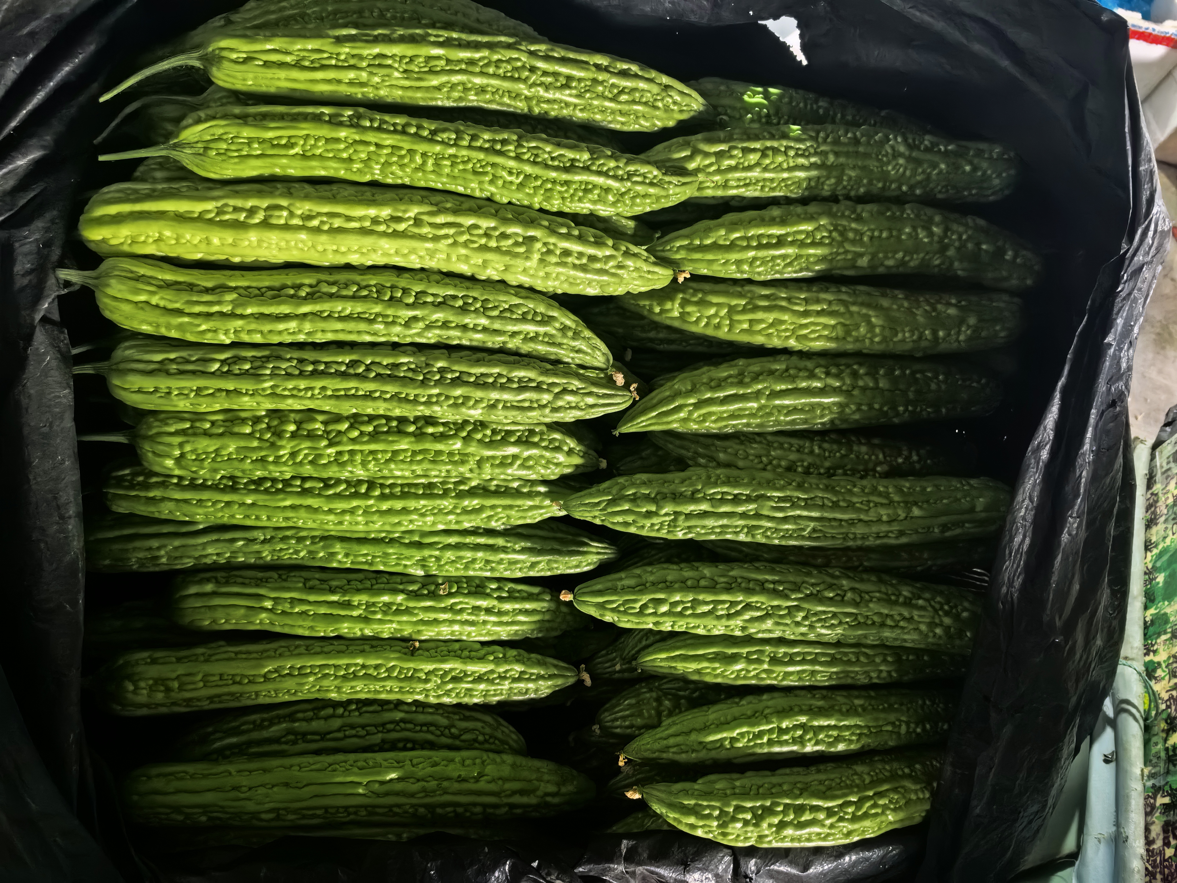 不同苦瓜品种对比图