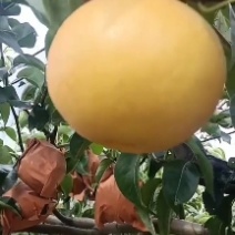 大量秋月梨上市，甜而无杂想发财的老板选购