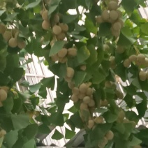 鲜银杏果（白菓）
