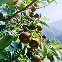 山茶果茶子果茶油果新鲜大量上市