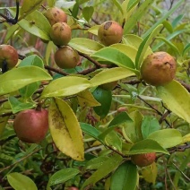 油茶果