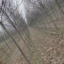 8的紫叶稠李
