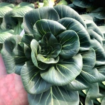 青硕黑冰青梗菜种子青菜籽耐热耐寒蔬菜基地菜园四季播种