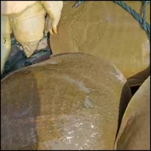 甲鱼