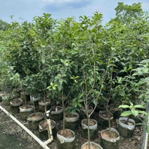 桂花1至3米高基地直发规格齐全质量优质