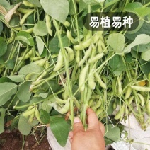 腾飞大荚绿宝石香酥一号毛豆种子高产抗性好品质优毛豆种籽