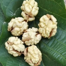 新疆阿克苏185纸皮核桃大量供应