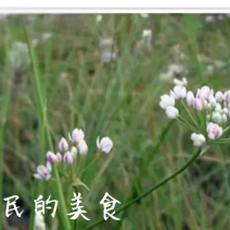 内蒙特产野生扎蒙花