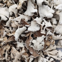 白参菌干片，干朵