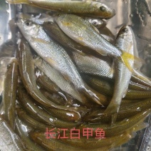 名优淡水鱼长江白甲鱼苗。又名白甲鱼苗，瓜流子鱼。白甲鱼
