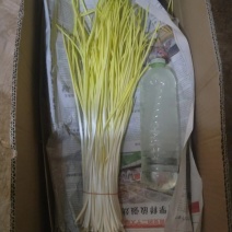 蒜黄