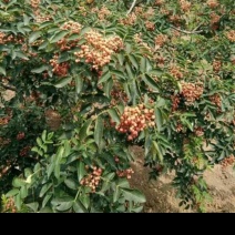 花椒苗，规格齐全，自己种植一手货源对接全国客商