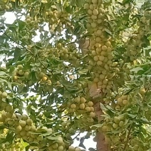银杏果，白果