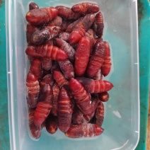 核桃蛹，蚕蛹金丝蛹