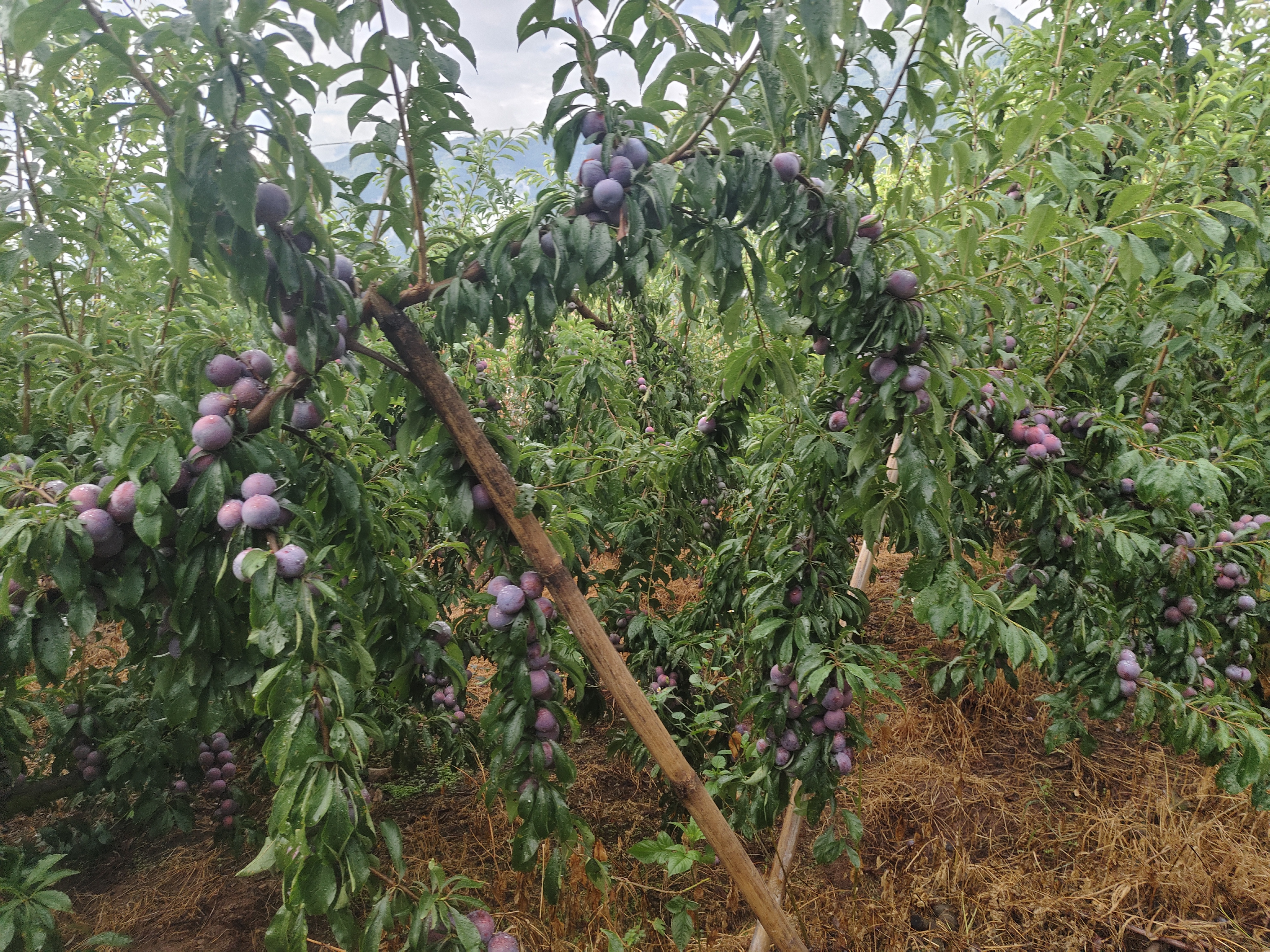 脆红李子种植园实景图
