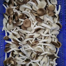 秀珍菇