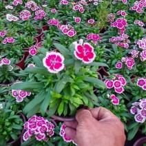 花卉盆景观花植物常夏石竹120杯，基地量大价优，欢迎订购