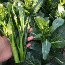 油绿甜脆菜心种子耐热耐湿菜心菜苔种籽农家春秋播种四季蔬菜