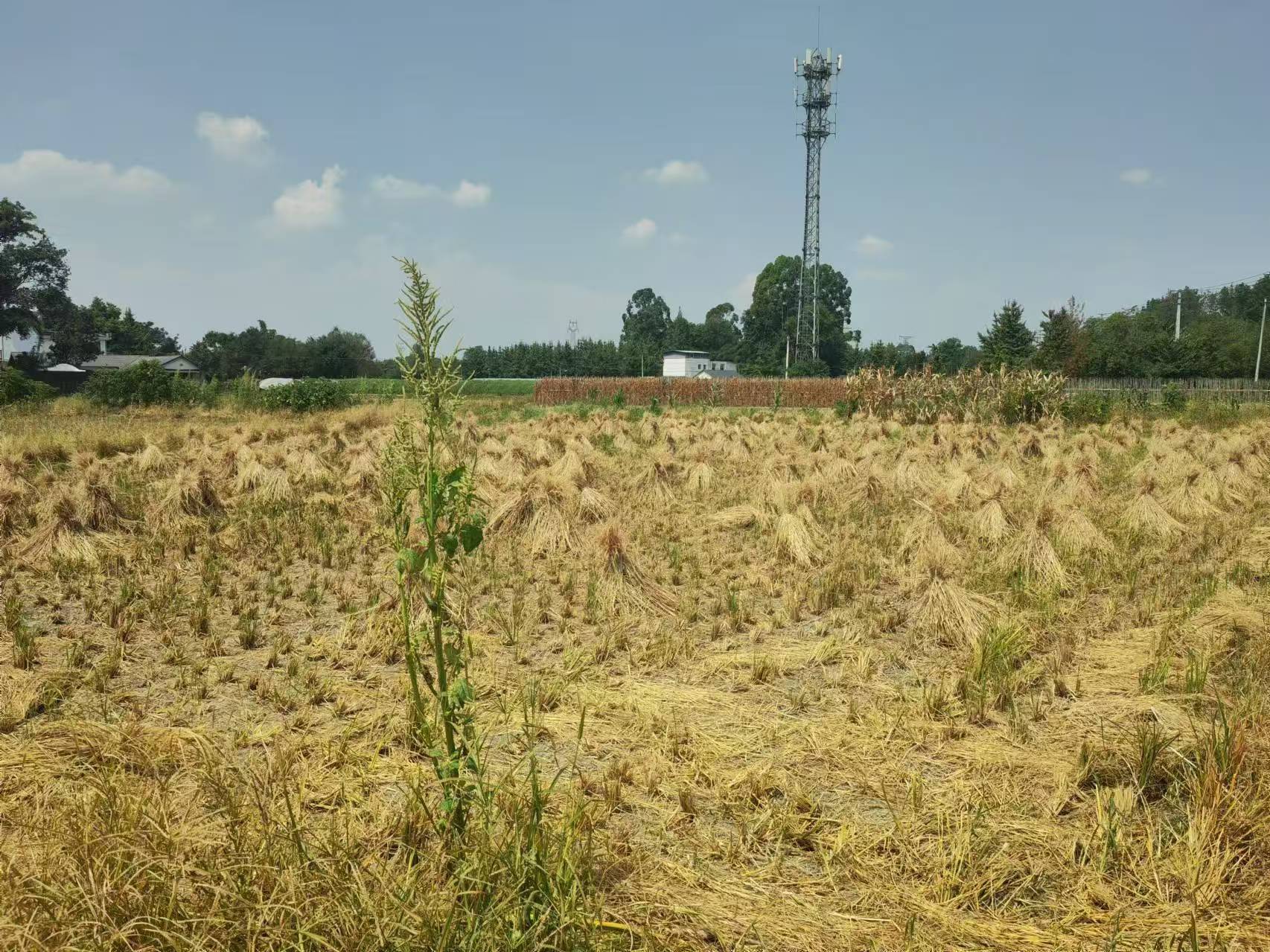 展示一杯牛奶与钙元素模型的图片,背景为牧场或厨房环境 牛奶与钙的关系