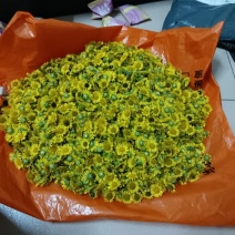旋覆花（野菊花）