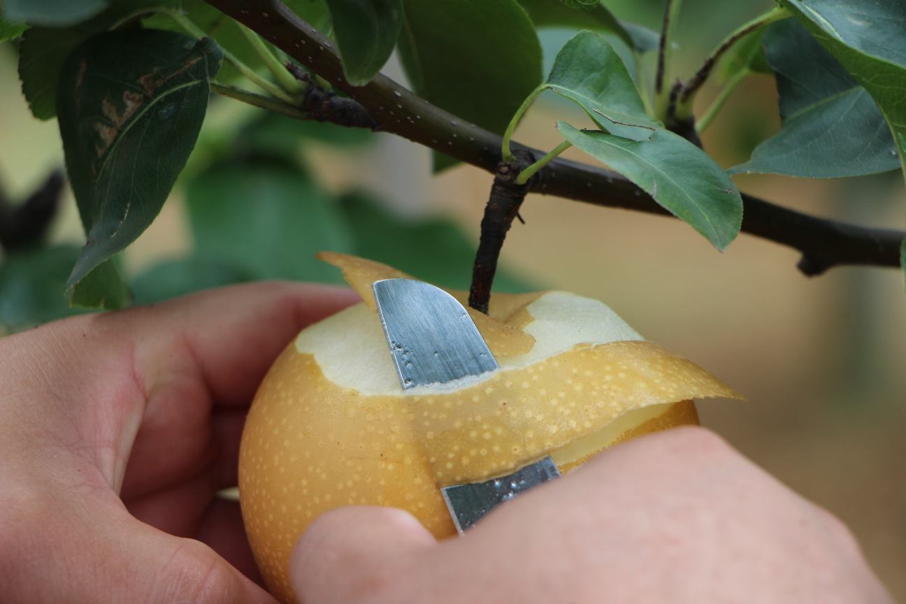 沙梨清洗与晾干过程,展示去蒂、擦干等细节 沙梨处理过程