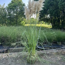 花卉盆景/观花植物矮蒲苇2加伦、250袋基地量大，价优。