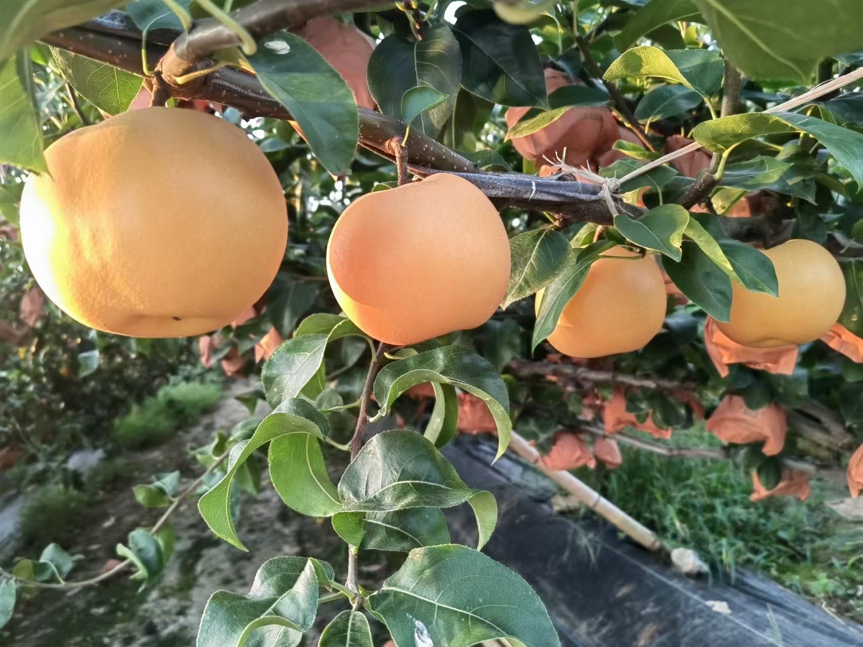 秋月梨果园实景图