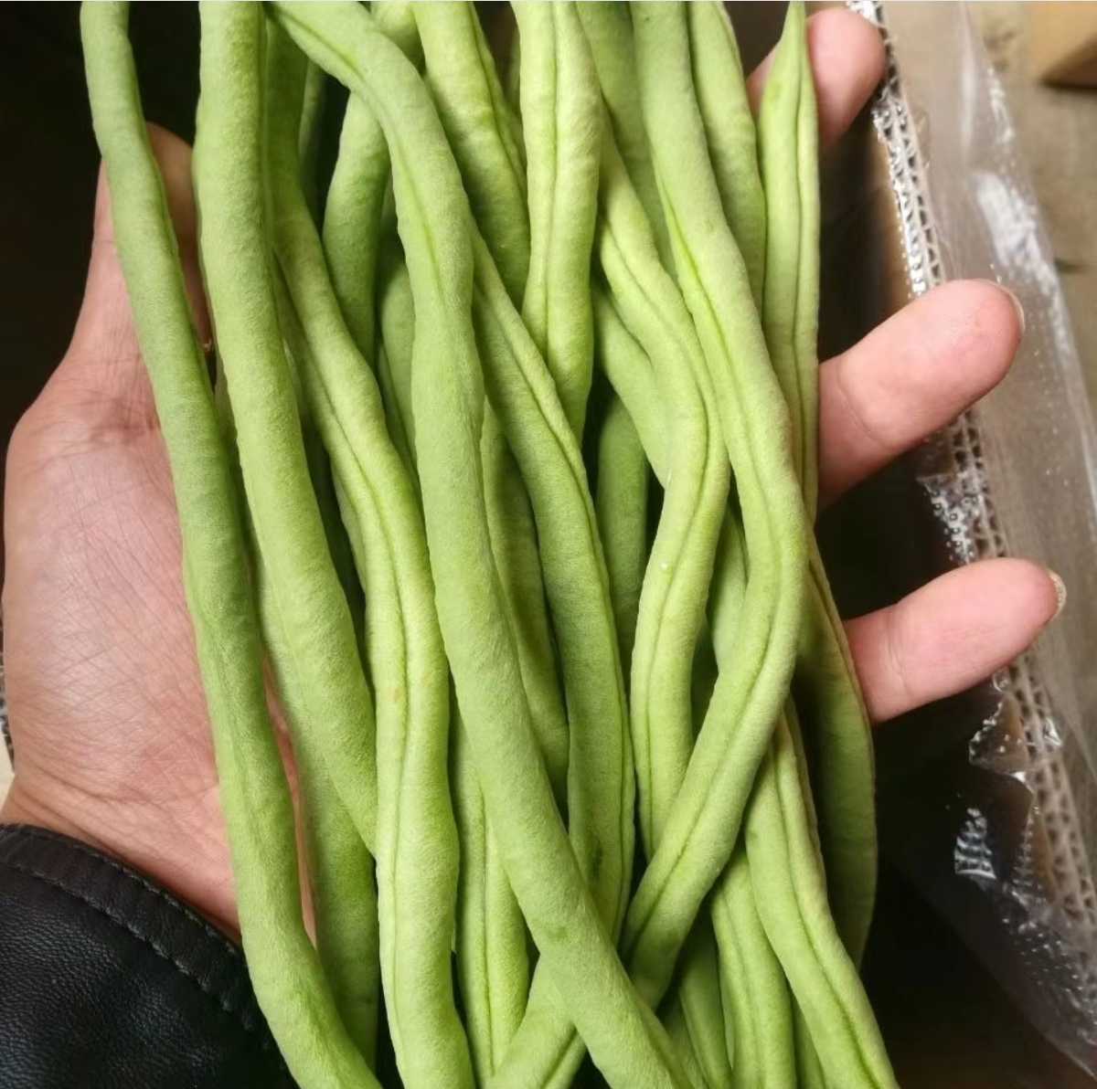 无筋豆与筋豆对比图