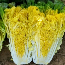 鸡蛋黄白菜种子黄心大白菜早熟抗病高产四季菜籽蔬菜种子
