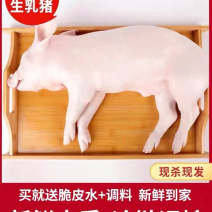 乳猪.香猪，生鲜铺现杀现卖保证正品.欢迎选购