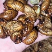 金蝉蛹，大量有货，需要的联系