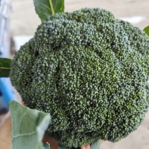 精品西兰花产地供货有需要的联系我！可视频看货