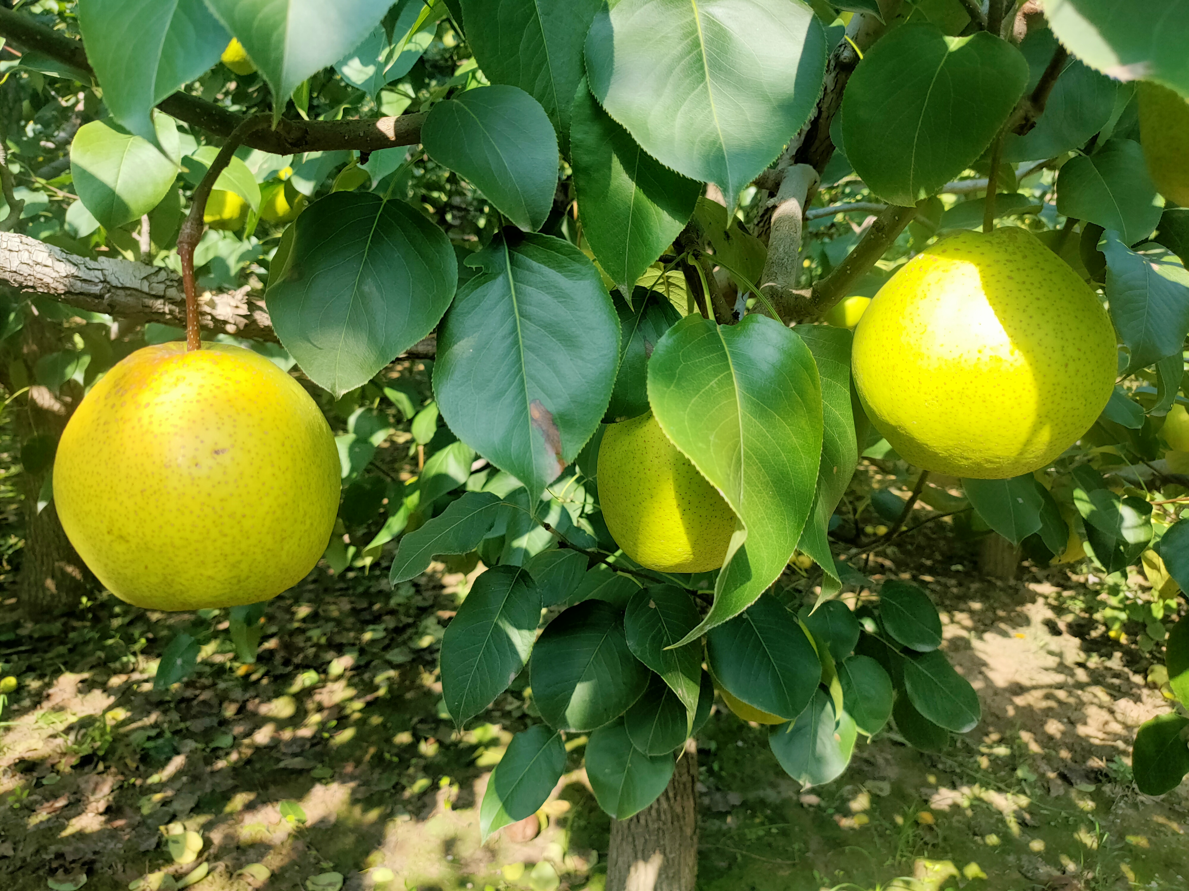 黄金梨夏季修剪前后对比图
