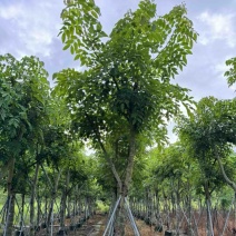 骨架腊肠树开黄花12～18公分基地直发规格齐全