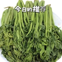 【源头厂家】香椿咸菜，