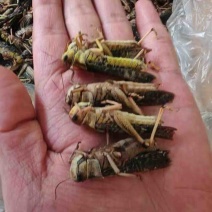 蚂蚱蝗虫批发新鲜烧烤昆虫油炸高蛋白蚱蜢新鲜活冻蚂蚱