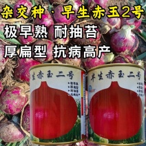 早生赤玉2号洋葱种子杂交早熟扁平耐抽苔紫红皮高产甜脆洋葱