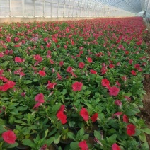 精品矮牵牛，牵牛花大量上市，欢迎下单
