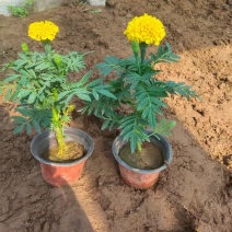 精品万寿菊大量上市，欢迎各位领导恰谈联系