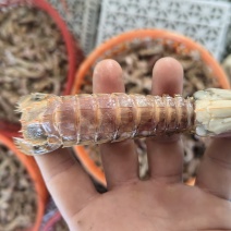 皮皮虾熟冻皮皮虾，欢迎咨询下单