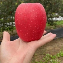 早熟苹果苗嫁接1-5公分苹果树全红免套袋苹果苗