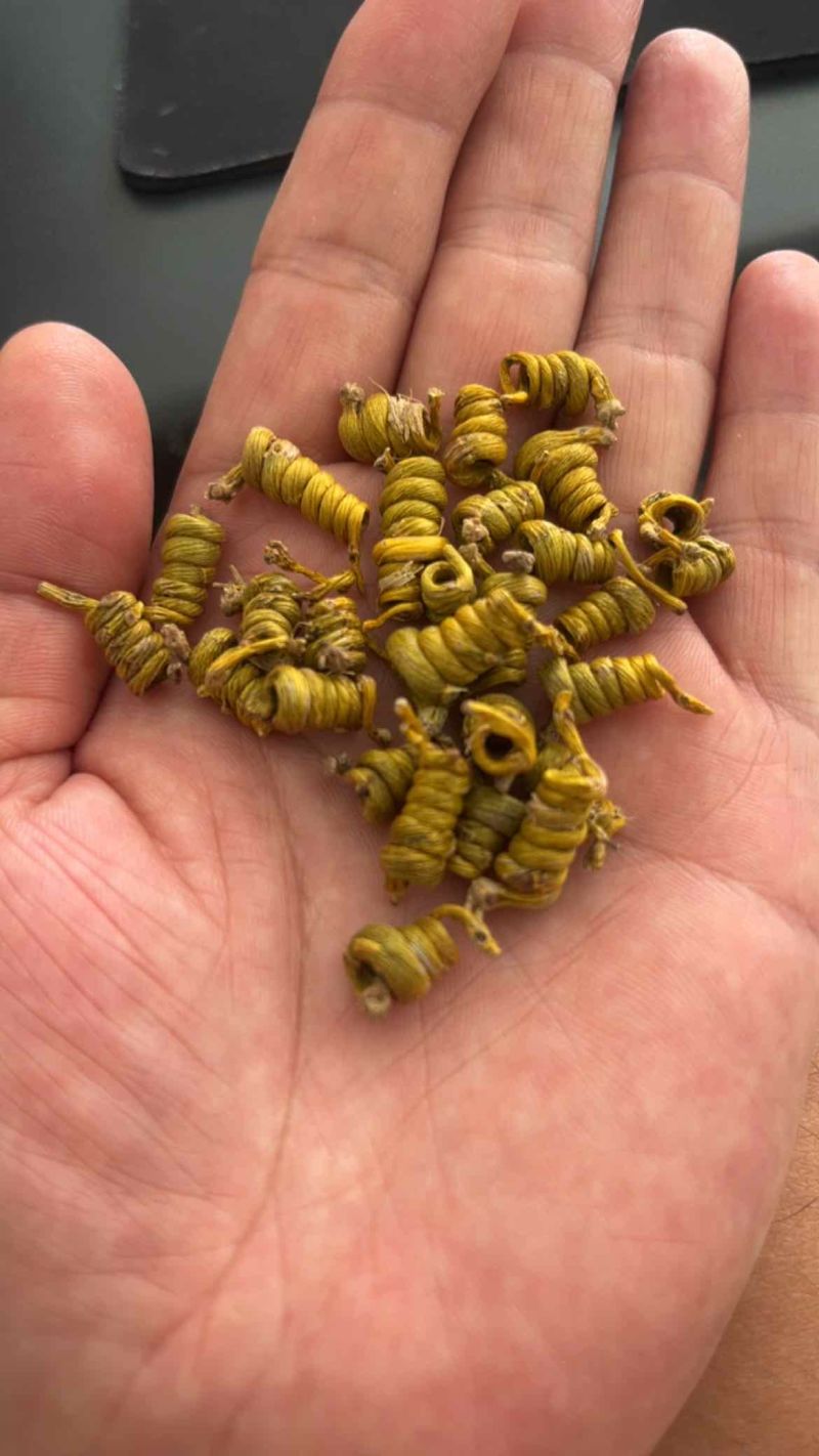 霍山米斛霍山石斛,龙头凤尾原产地一件代发