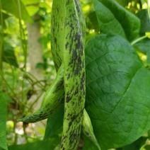 豆角马掌豆角吉林扶余马掌豆角产地直销