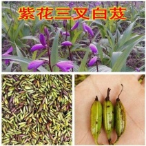 三叉白芨种子紫花三叉大白芨果夹宽叶品种白芨种苗提供育