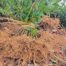 茶叶苗，茶树苗