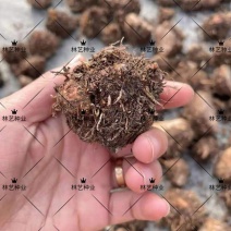 彩叶芋种球盆栽室内植物造景美观净化空气客厅绿植