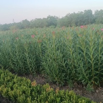 红花夹竹桃3叉以上，基地有量，价格优惠，欢迎订购。