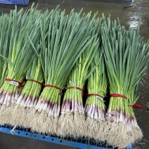 甘肃精品优质白根蒜苗，现已大量上市，万亩基地