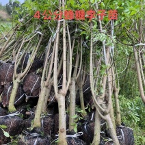 【嫁接】李子苗新品种晚熟当年种植当年挂果蜂糖李子树苗